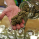 Nevada's running so low on weed that we had to use a photo of LA's weed (Photo: David McNew/Getty Images)